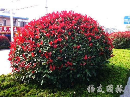 红叶石楠